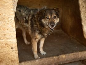 Oskar sucht ein ruhiges Zuhause