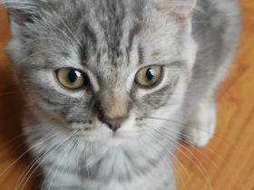 3 junge, verschmuste BKH Katzen (5 Monaten)