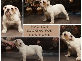 English Bulldog  aus FCI nach Champions