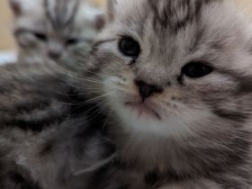 Britisch Kurzhaar Kätzchen ab November abzugeben