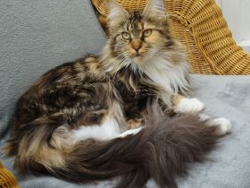 Hallo ich bin die Malika eine reinrassige Maine Coon Dame