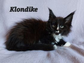 Maine Coon Kitten mit tollem Stammbaum abzugeben