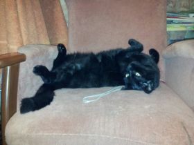 Liebevolles Zuhause gesucht für besonderen Kater