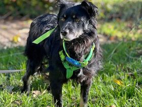 Shadow auf einer Pflegestelle in Baden-Württemberg