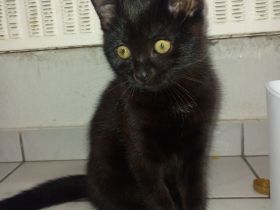 19 wochen junges kitten mädchen