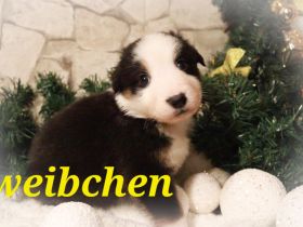 Australian Shepherd Welpenalarm