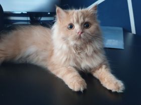 BKH BLH Kitten reinrassig noch 2 verfügbar