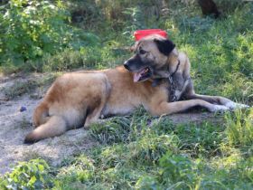 Wer rettet Leon, den XL-Fellfreund