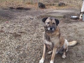 Wer rettet Leon, den XL-Fellfreund