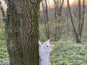 Türkisch Angora (Deckkater)