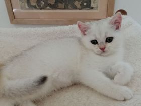 Reinrassige BKH Kitten suchen...