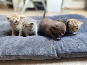Reinrassige BKH Kitten