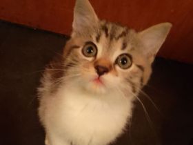 4 Süße Kätzchen suchen ein Zuhause