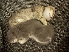 Kitten suchen ein liebevolles Zuhauseч