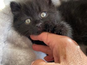 Katzen Babys zum abgeben