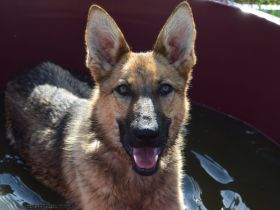 Mandy, aktive, kastrierte, aufgeschlossene, aktive, verspielte, junge Schäferhündin sucht Zuhause