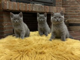 3 Britisch Kurzhaar Kitten Grau