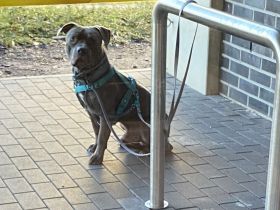 Deckrüde Staffordshire Bullterrier