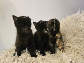 Kitten / Katzenbabys / Kätzchen zu verkaufen