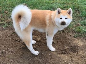 Japanische Akita Inu aus Championverpaarung