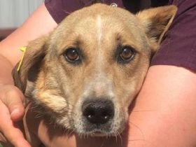 MINELLA  ca. 10-jährige, zutrauliche Hündin, ca. 50-55 cm, braucht etwas Zeit und Geduld