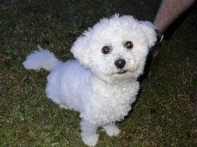 Ein Hund Bichon Frise sucht Zuhause