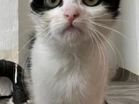 4 kitten suchen ein schönes Zuhause