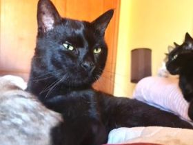 Gafe, Lackfellchen mit Handicap