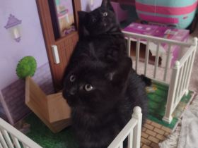 Kitten suchen neues Zuhause