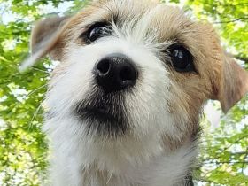 Deckrüde Jack Russel Terrier