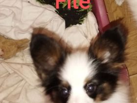 Reinrassige Papillon Welpen