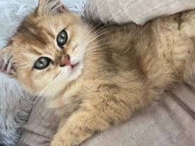 Bkh kitten Golden Tabby