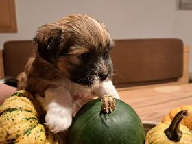 Havaneser Welpe Fiete