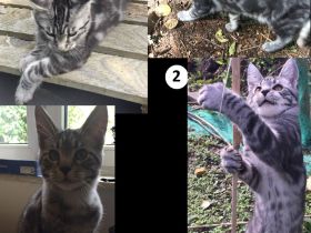 4 Monate alte Jungkatzen an Zuhause mit Freigang abzugeben