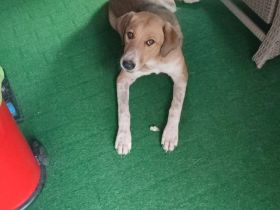 Bruna auf Pflegestelle in 56645 Nickenich