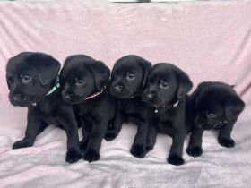 Labrador Retriever