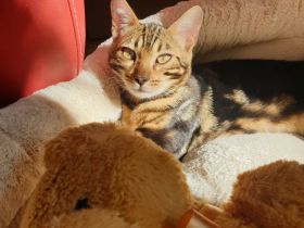 Bengal Marmor Katze mit Stammbaum