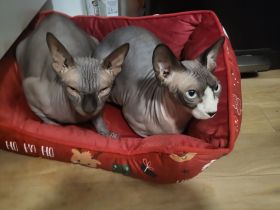 Verkaufe zwei wunderschöne Spynx Katzen