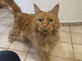 MainCoon Kater