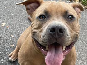 American Bully Welpe (weiblich) Herzstück