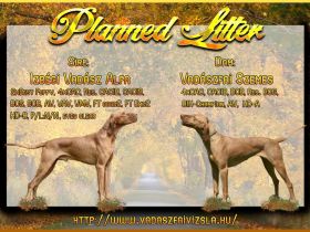 Magyar Vizsla Welpen