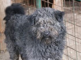 Schenkst du Silly ein liebevolles Zuhause?