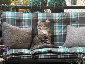 Maine Coone Kater dringend abzugeben…