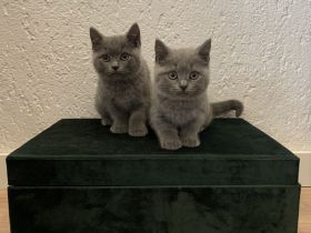 2 Reinrassige Britisch Kurzhaar Babys Grau