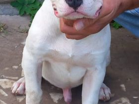 Drei Rüden Welpen der Rasse American bully XL ABKC  🐶 suchen ein neues Zuhause 🏡