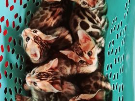 Minileoparden-Reinrassige - Bengal Kitten-Brown Spotted Tabby