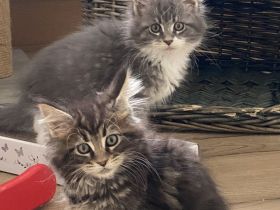 Reinrassige Maine Coon Kitten mit Stammbaum