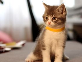 Bezaubernde Kätzchen sind bereit Ihr Herz zu erobern