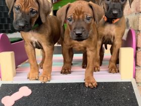 Wunderschöne Rhodesian Ridgeback Welpen mit DNA Ahnentafel