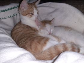 Wir suchen keinen Dosenöffner,  WIR SUCHEN EINEN FREUND FÜRS LEBEN :-)